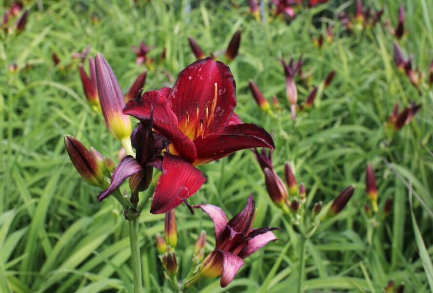 Denivka 'Ruby Stella' - Hemerocallis 'Ruby Stella'