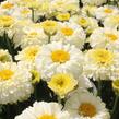 Kopretina největší 'Lemon Puff' - Leucanthemum maximum 'Lemon Puff'