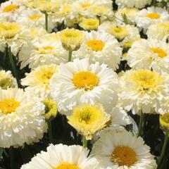 Kopretina největší 'Lemon Puff' - Leucanthemum maximum 'Lemon Puff'