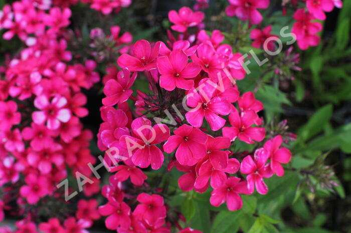 Plamenka latnatá 'Early Red' - Phlox paniculata 'Early Red'