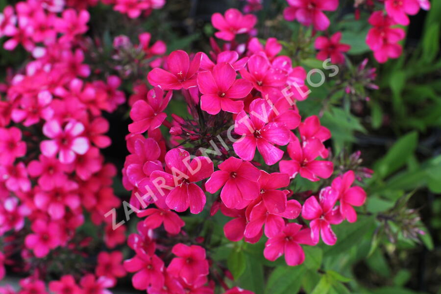 Plamenka latnatá 'Early Red' - Phlox paniculata 'Early Red'