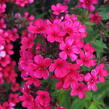 Plamenka latnatá 'Early Red' - Phlox paniculata 'Early Red'