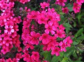 Plamenka latnatá 'Early Red' - Phlox paniculata 'Early Red'