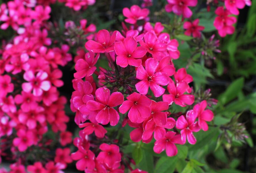 Plamenka latnatá 'Early Red' - Phlox paniculata 'Early Red'