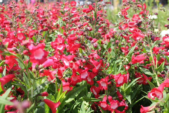 Dračík 'Pep Talk Red' - Penstemon hartwegii 'Pep Talk Red'