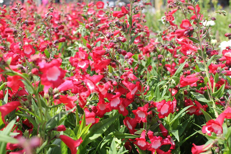 Dračík 'Pep Talk Red' - Penstemon hartwegii 'Pep Talk Red'