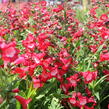 Dračík 'Pep Talk Red' - Penstemon hartwegii 'Pep Talk Red'
