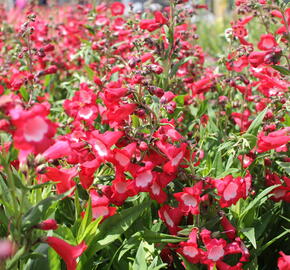 Dračík 'Pep Talk Red' - Penstemon hartwegii 'Pep Talk Red'