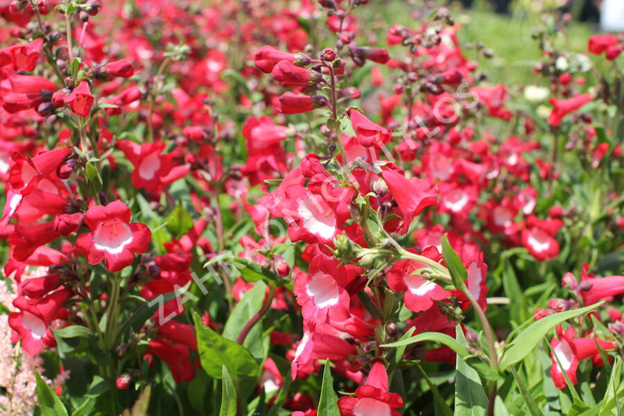 Dračík 'Pep Talk Red' - Penstemon hartwegii 'Pep Talk Red'