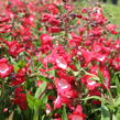 Dračík 'Pep Talk Red' - Penstemon hartwegii 'Pep Talk Red'