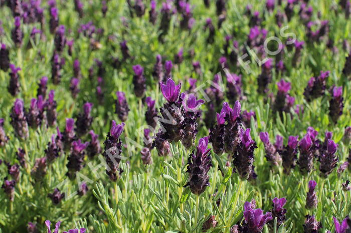 Levandule korunkatá 'Bandera Deep Purple' - Lavandula stoechas 'Bandera Deep Purple'