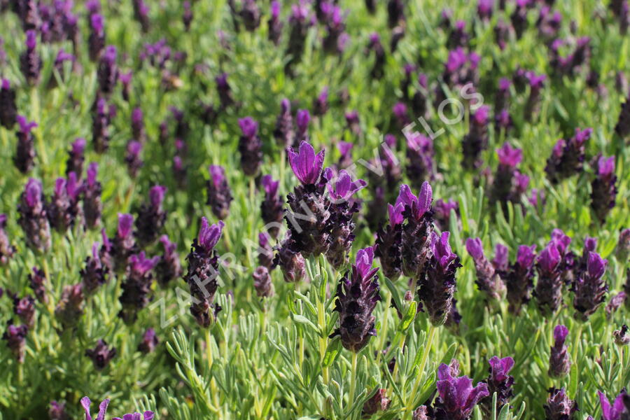 Levandule korunkatá 'Bandera Deep Purple' - Lavandula stoechas 'Bandera Deep Purple'