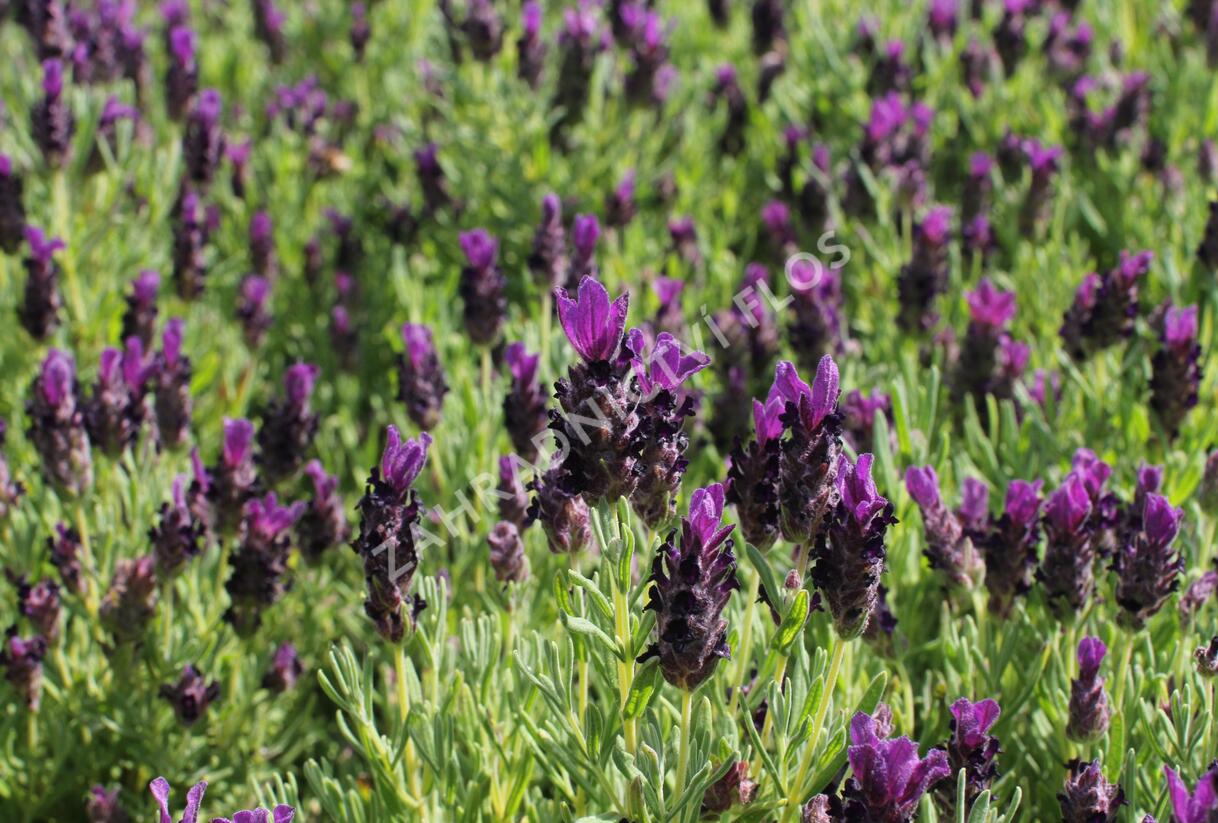 Levandule korunkatá 'Bandera Deep Purple' - Lavandula stoechas 'Bandera Deep Purple'