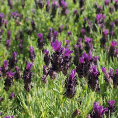 Levandule korunkatá 'Bandera Deep Purple' - Lavandula stoechas 'Bandera Deep Purple'