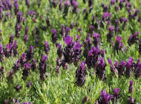 Levandule korunkatá 'Bandera Deep Purple' - Lavandula stoechas 'Bandera Deep Purple'