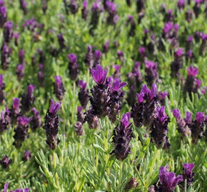 Levandule korunkatá 'Bandera Deep Purple' - Lavandula stoechas 'Bandera Deep Purple'