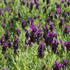 levandule-korunkata-bandera-deep-purple.jpg