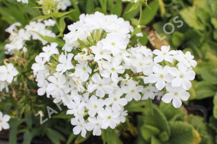 Plamenka latnatá 'Early White' - Phlox paniculata 'Early White'