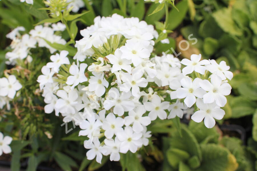 Plamenka latnatá 'Early White' - Phlox paniculata 'Early White'