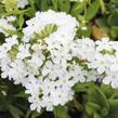 Plamenka latnatá 'Early White' - Phlox paniculata 'Early White'