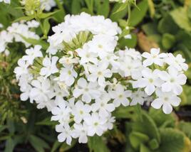 Plamenka latnatá 'Early White'