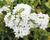 Plamenka latnatá 'Early White'