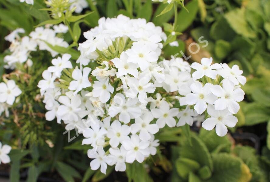Plamenka latnatá 'Early White' - Phlox paniculata 'Early White'