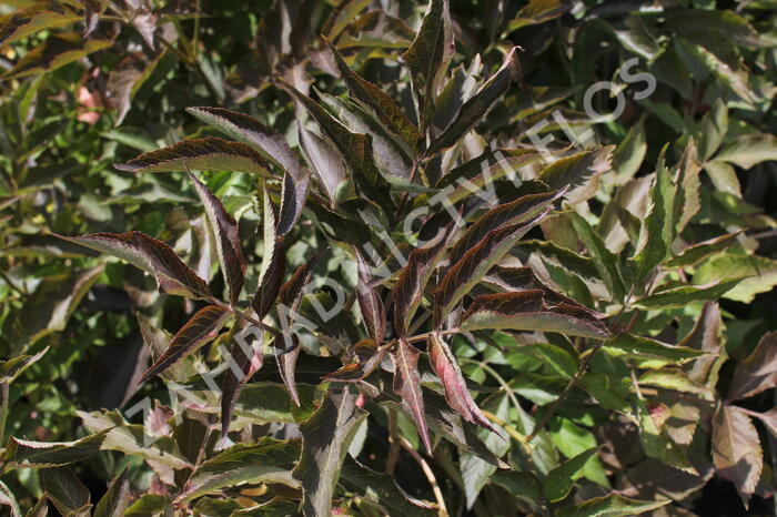 Bez černý 'Chocolate Marzipan' - Sambucus 'Chocolate Marzipan'
