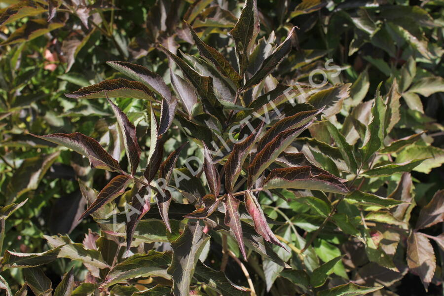 Bez černý 'Chocolate Marzipan' - Sambucus 'Chocolate Marzipan'