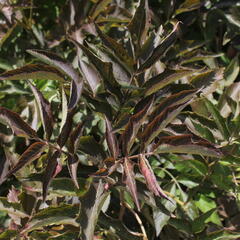 Bez černý 'Chocolate Marzipan' - Sambucus 'Chocolate Marzipan'
