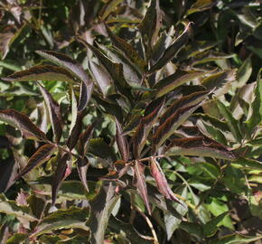 Bez černý 'Chocolate Marzipan' - Sambucus 'Chocolate Marzipan'