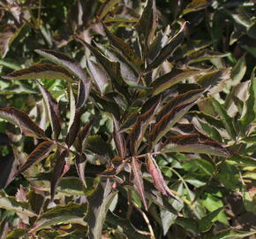 Bez černý ‘Chocolate Marzipan - Sambucus ‘Chocolate Marzipan