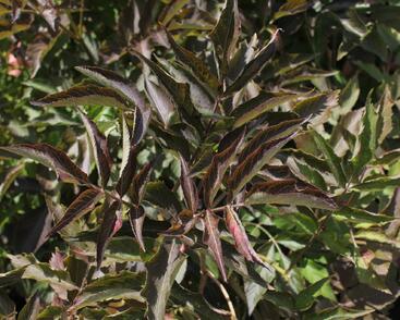 Bez černý 'Chocolate Marzipan'