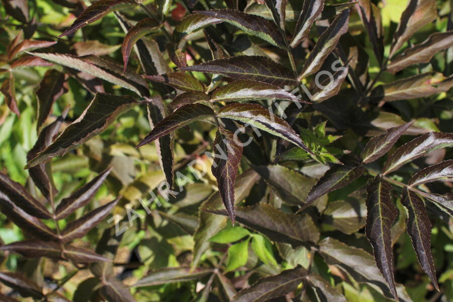 Bez černý 'Chocolate Marzipan' - Sambucus 'Chocolate Marzipan'