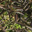 Bez černý 'Chocolate Marzipan' - Sambucus 'Chocolate Marzipan'