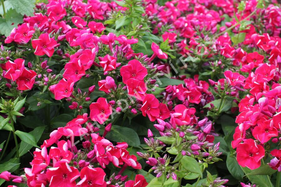 Plamenka latnatá 'Flame Red' - Phlox paniculata 'Flame Red'