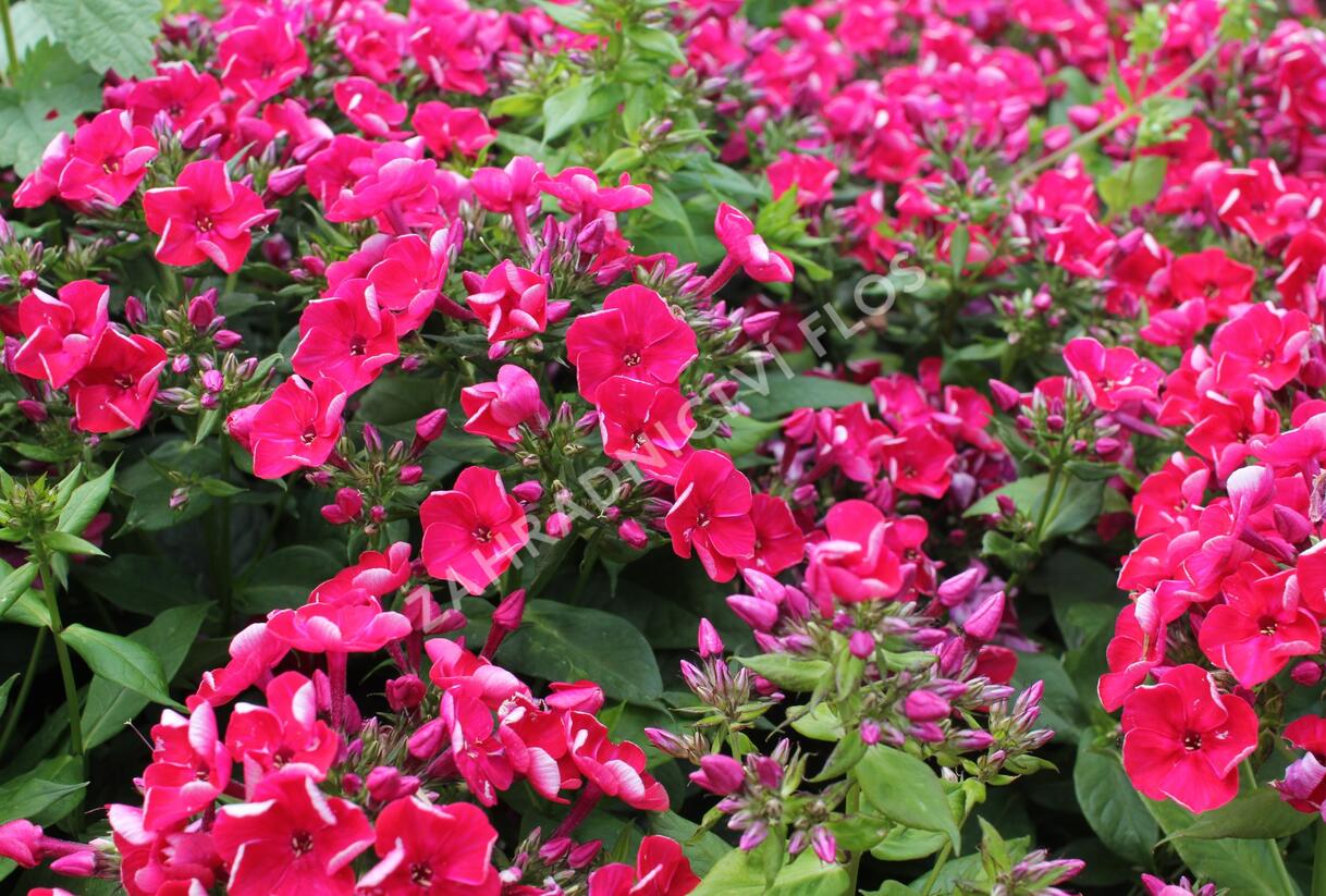 Plamenka latnatá 'Flame Red' - Phlox paniculata 'Flame Red'