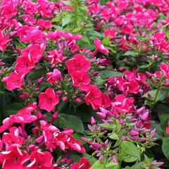 Plamenka latnatá 'Flame Red' - Phlox paniculata 'Flame Red'