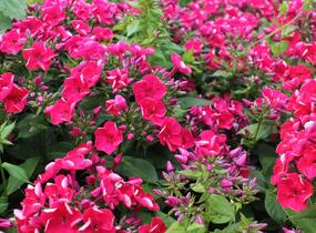 Plamenka latnatá 'Flame Red' - Phlox paniculata 'Flame Red'