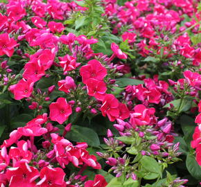 Plamenka latnatá 'Flame Red' - Phlox paniculata 'Flame Red'