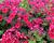 Plamenka latnatá 'Flame Red'