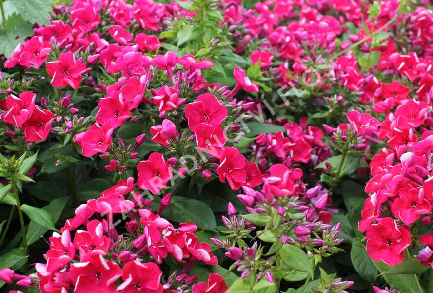 Plamenka latnatá 'Flame Red' - Phlox paniculata 'Flame Red'