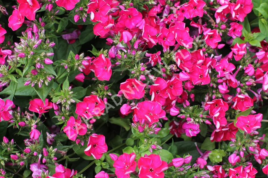 Plamenka latnatá 'Flame Red' - Phlox paniculata 'Flame Red'
