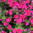 Plamenka latnatá 'Flame Red' - Phlox paniculata 'Flame Red'