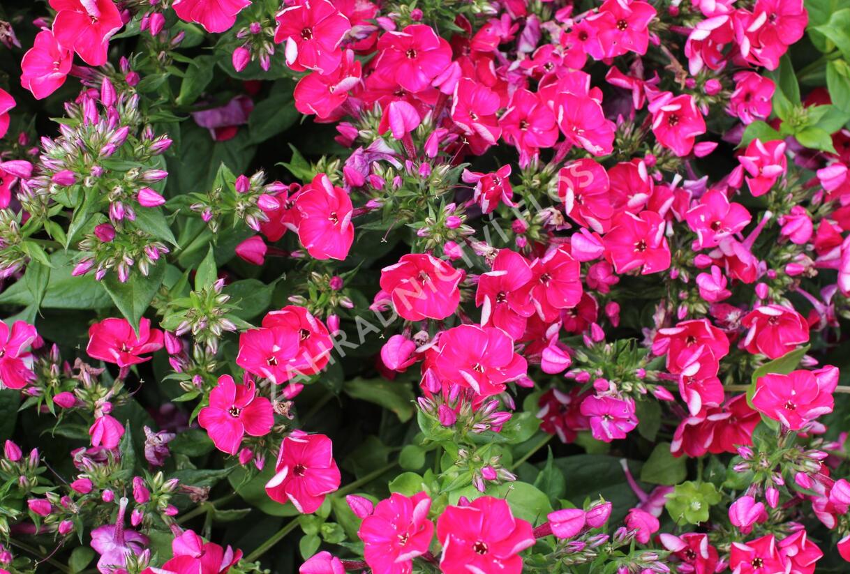 Plamenka latnatá 'Flame Red' - Phlox paniculata 'Flame Red'