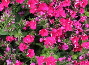 Plamenka latnatá 'Flame Red' - Phlox paniculata 'Flame Red'