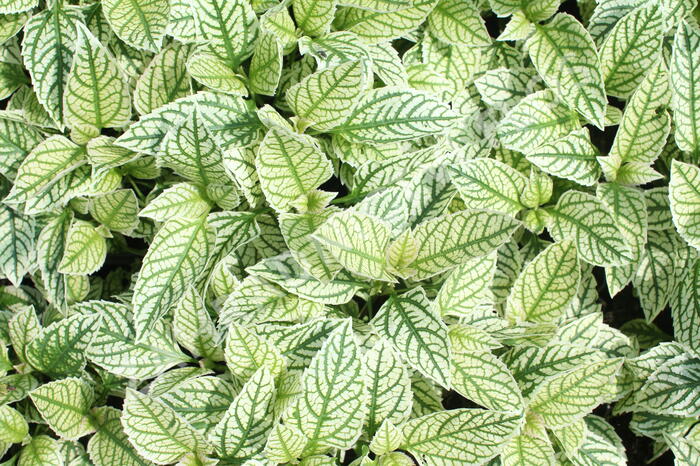 Janeba drsná 'Helikon' - Heliopsis helianthoides 'Helikon'