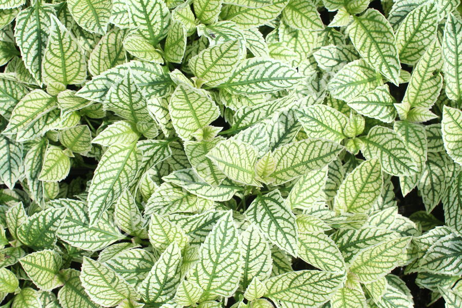 Janeba drsná 'Helikon' - Heliopsis helianthoides 'Helikon'