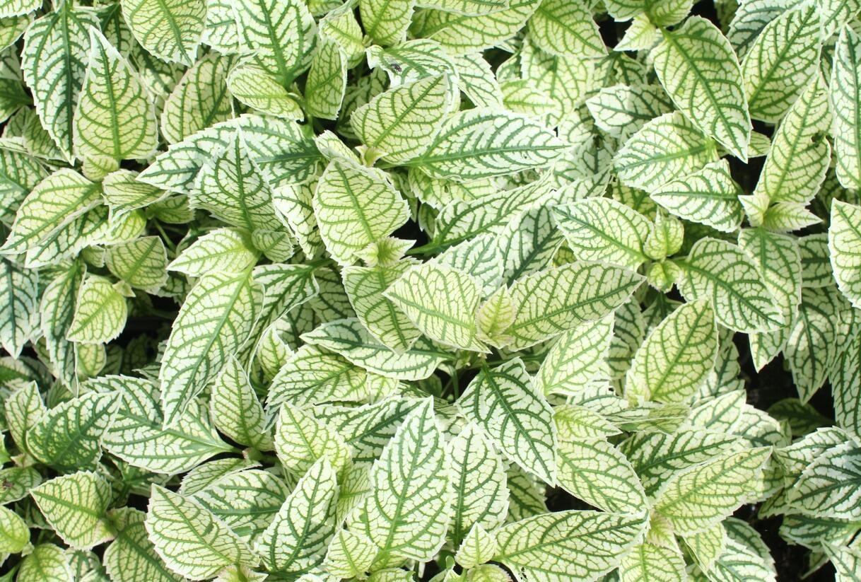 Janeba drsná 'Helikon' - Heliopsis helianthoides 'Helikon'