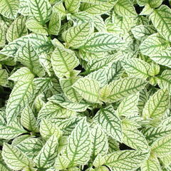 Janeba drsná 'Helikon' - Heliopsis helianthoides 'Helikon'